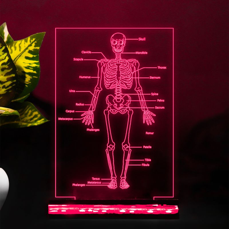 Human Body Skeleton Design Lamp