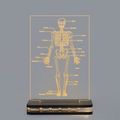 Human Body Skeleton Design Lamp