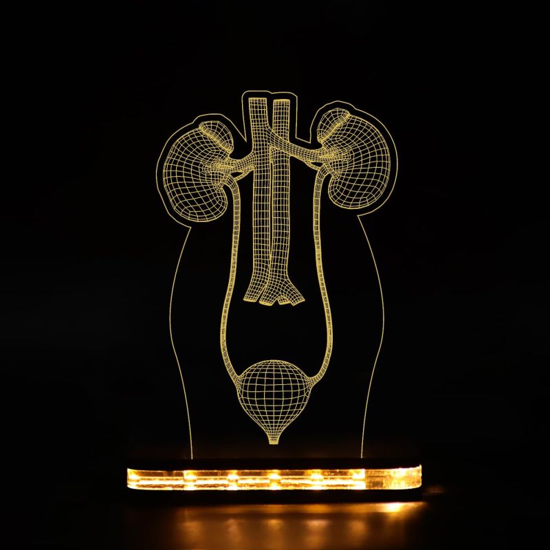 3D Illusion Kidney Acrylic Led Lamp Nephrologist Gift 3D Kidney Doctor Gifts