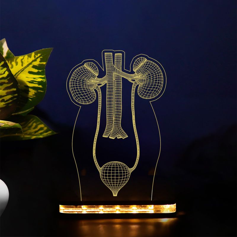 3D Illusion Kidney Acrylic Led Lamp Nephrologist Gift 3D Kidney Doctor Gifts