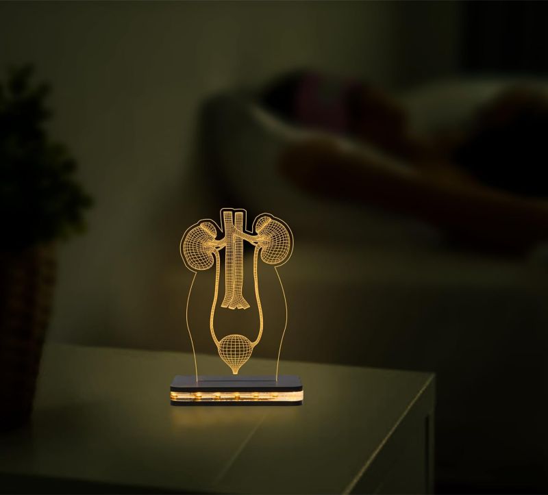 3D Illusion Kidney Acrylic Led Lamp Nephrologist Gift 3D Kidney Doctor Gifts