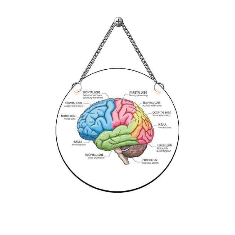 Brain Wall Hanging For Home, Office, Classroom & Counseling Room Psychologist Office Wall Art Gift For Neurologist Medical Student Room Decor Wall Art