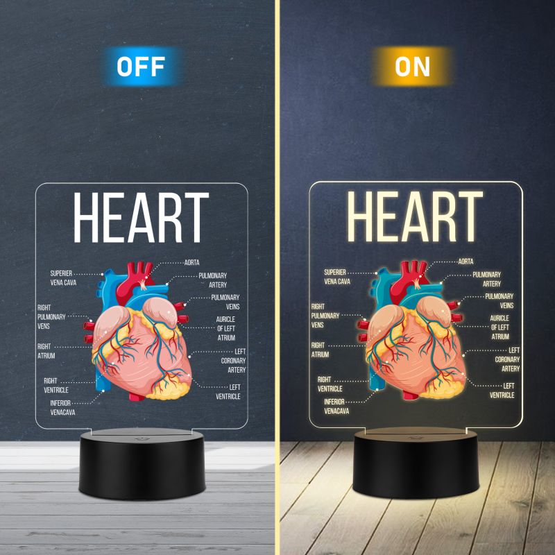 3D Illusion Anatomical Heart Diagram LED Lamp with Warm White Light Gift for Medical & Science Student Home, Clinic, Hospital & Study Desk Table Decor